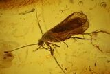 Detailed Fossil Caddisfly, Springtail and Fly in Baltic Amber #128324-2